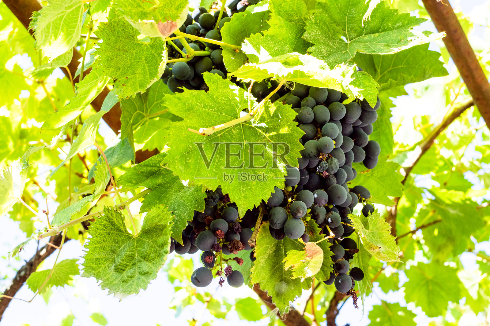 夏天乡村葡萄园里成熟的红葡萄照片摄影图片