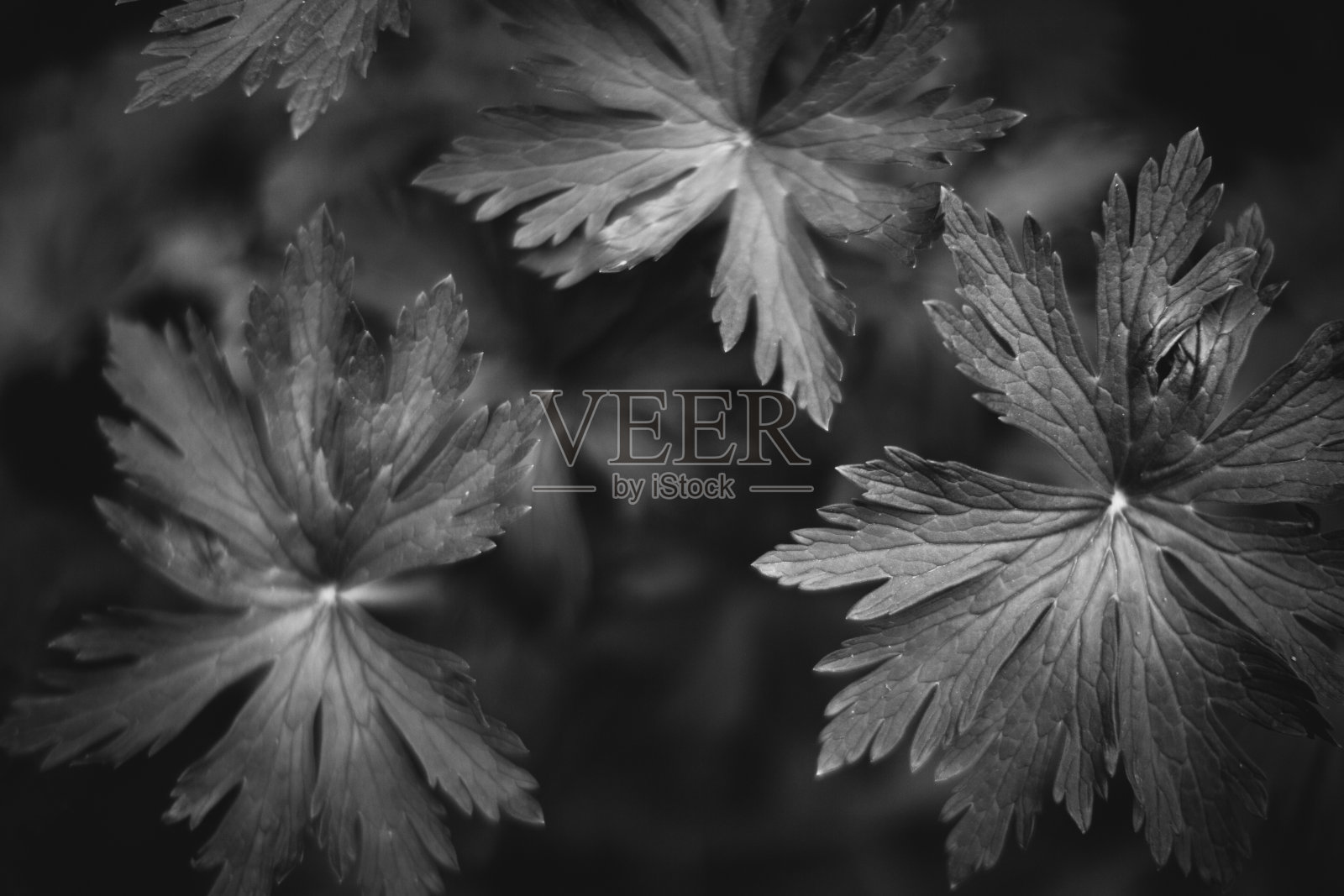 来自植物的自然背景照片摄影图片