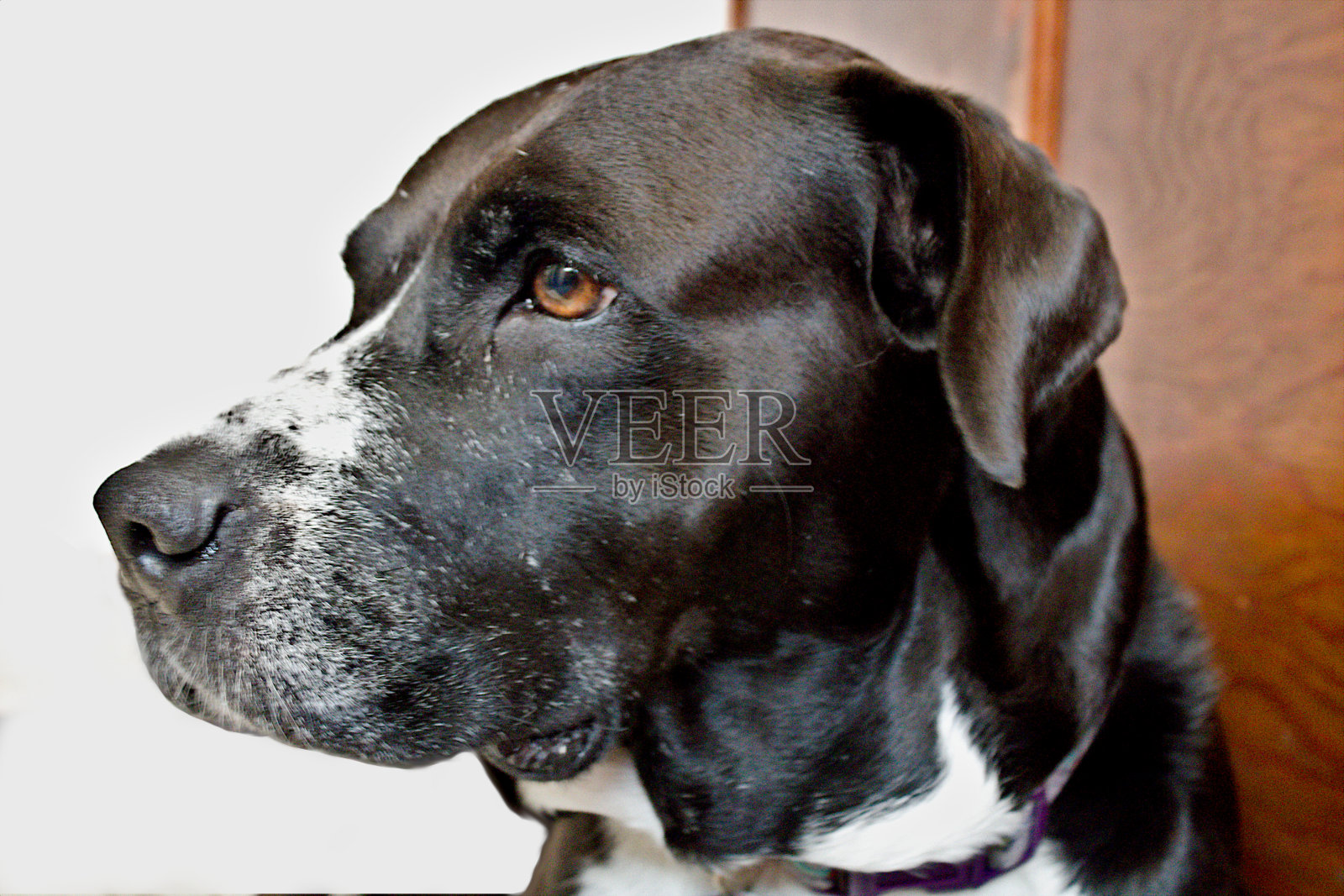 君威《黑骏马》照片摄影图片