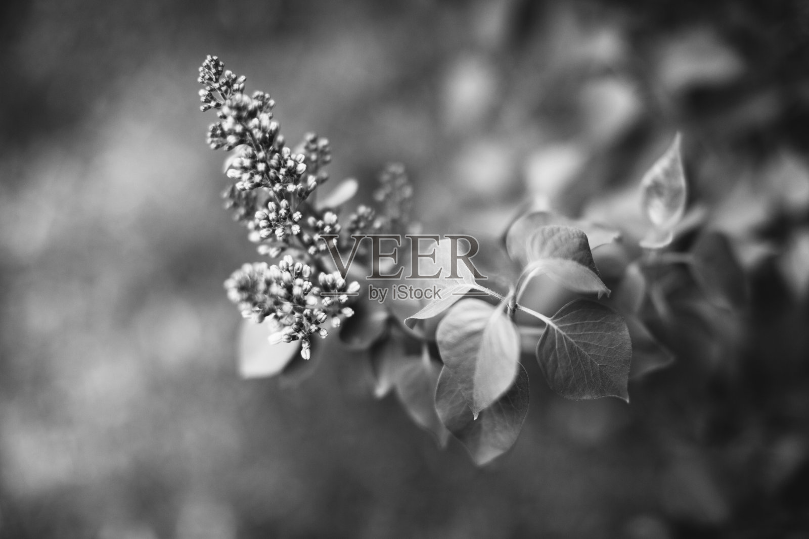 来自植物的自然背景照片摄影图片