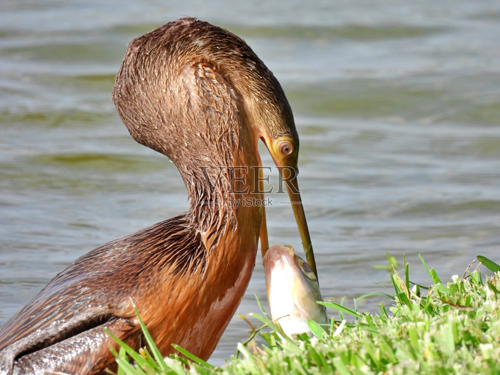 美洲蛇(Anhinga Anhinga)在佛罗里达的草地上吃鱼照片摄影图片