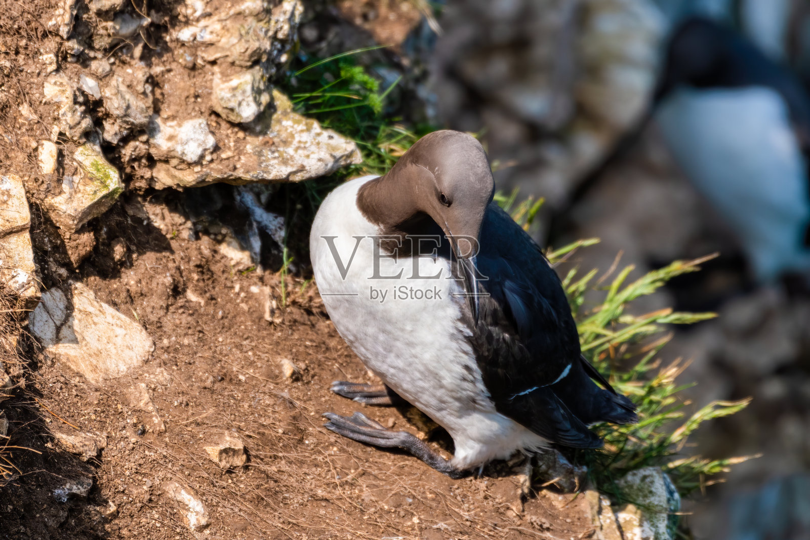 Guillemot站在悬崖边缘照片摄影图片