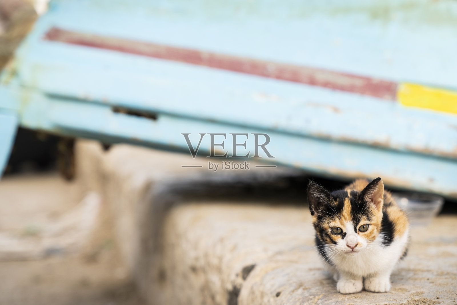 一只无家可归的小猫坐在船边的墙上照片摄影图片
