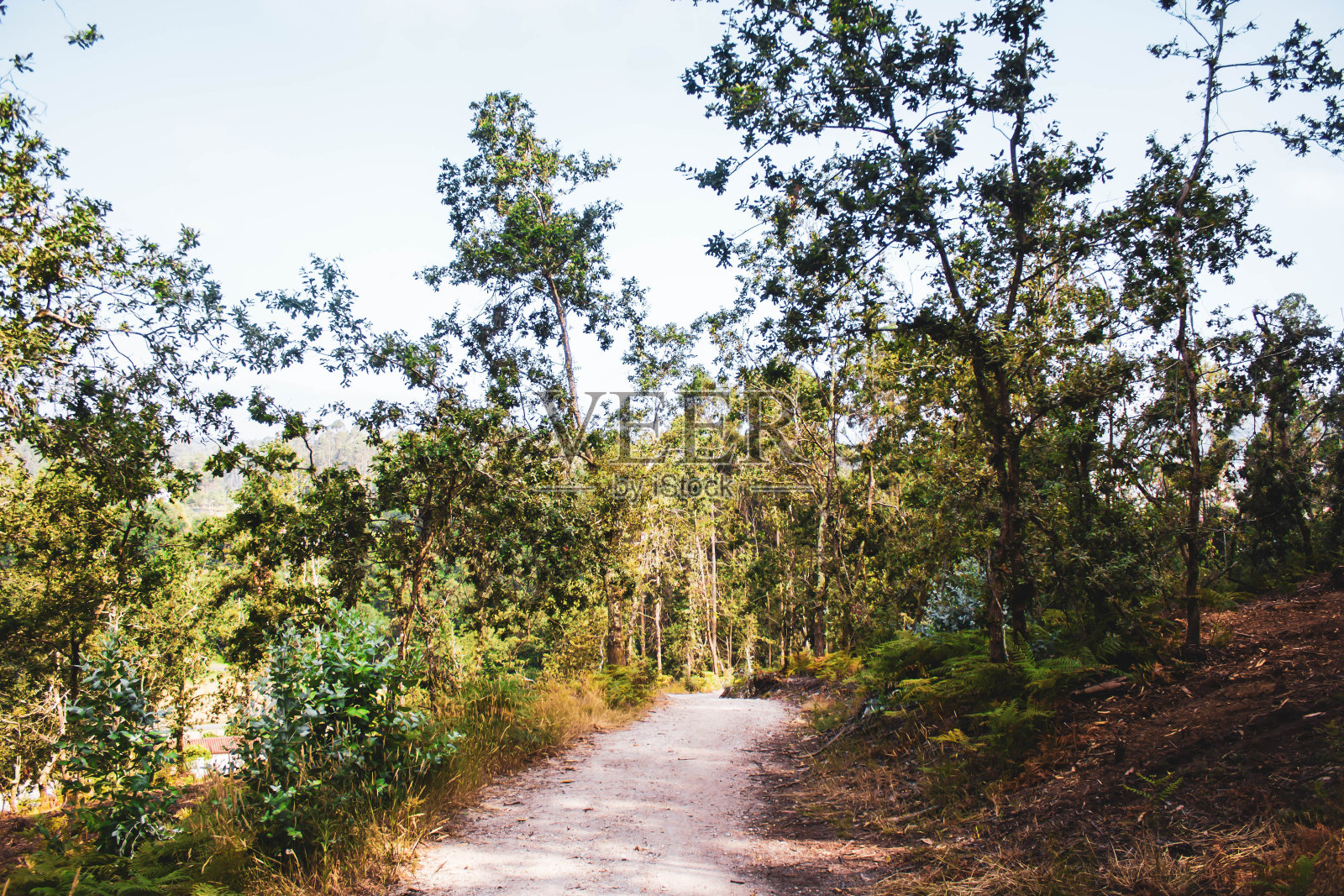 绿树环绕的石径照片摄影图片