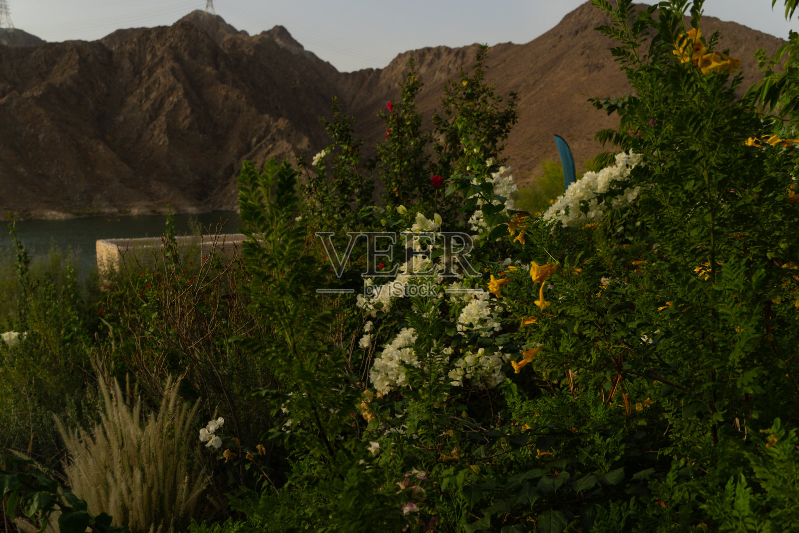 花照片摄影图片