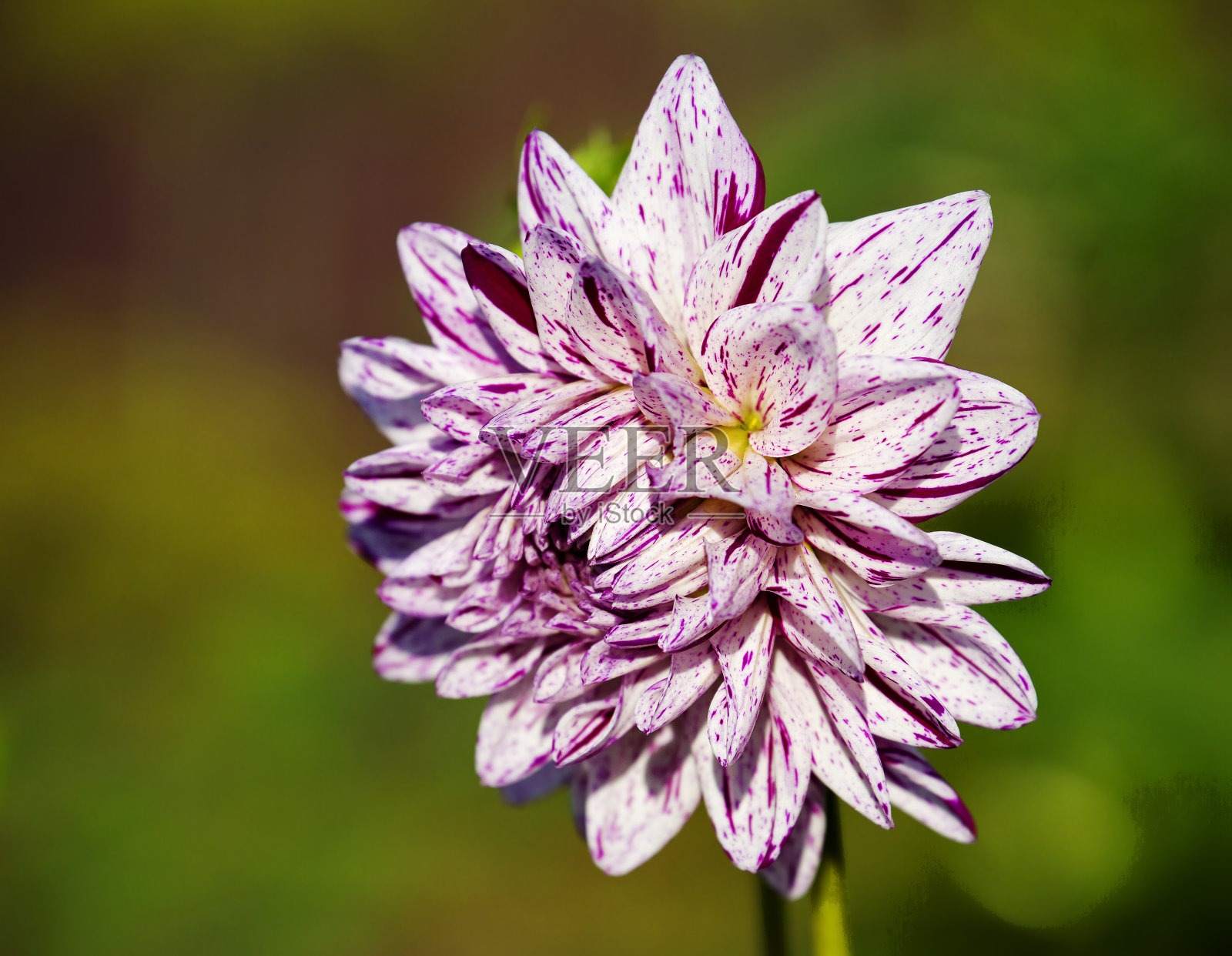 斯莫基的大丽花。照片摄影图片