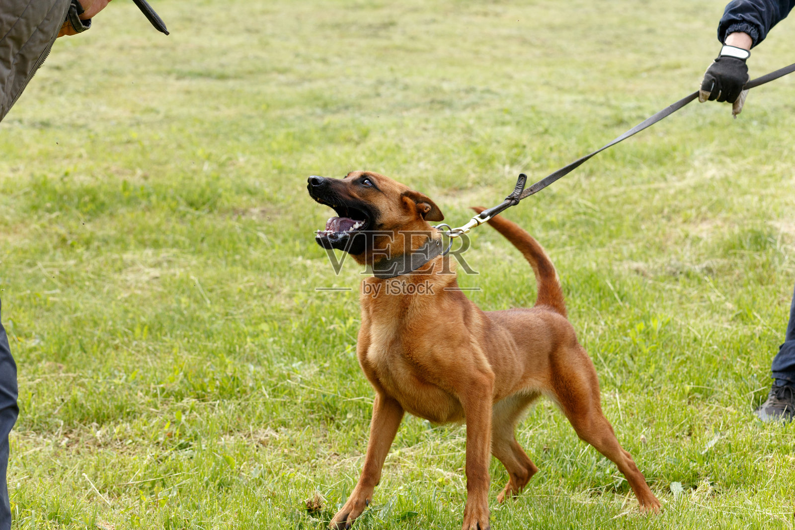 教练用比利时牧羊犬进行授课。照片摄影图片