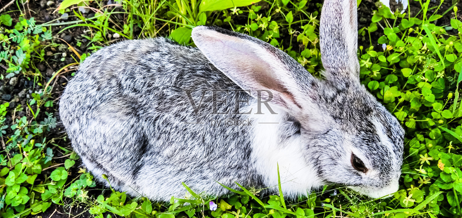 兔子和草照片摄影图片