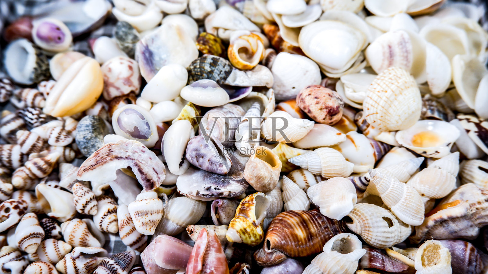 不同种类的彩色小贝壳背景照片摄影图片