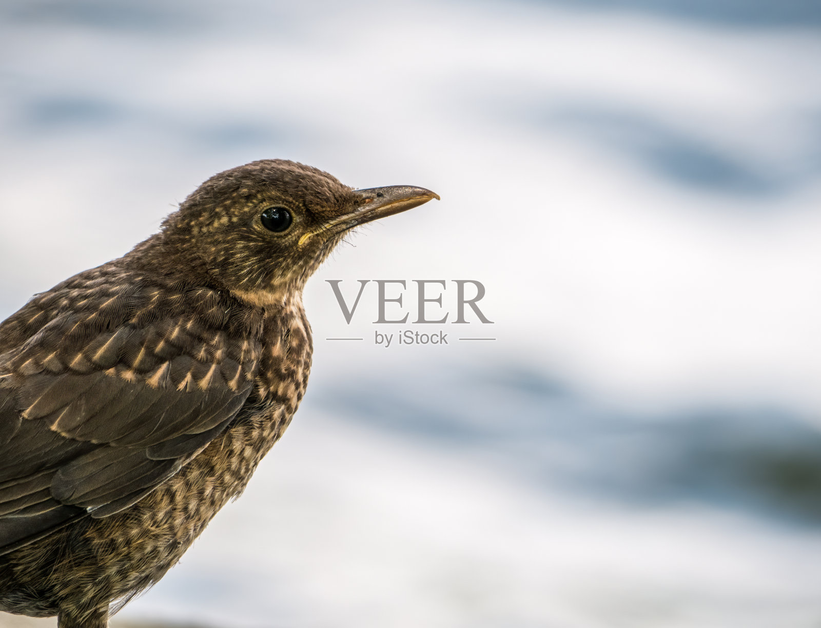 普通画眉的肖像(turdus merula)女性在模糊的背景。照片摄影图片