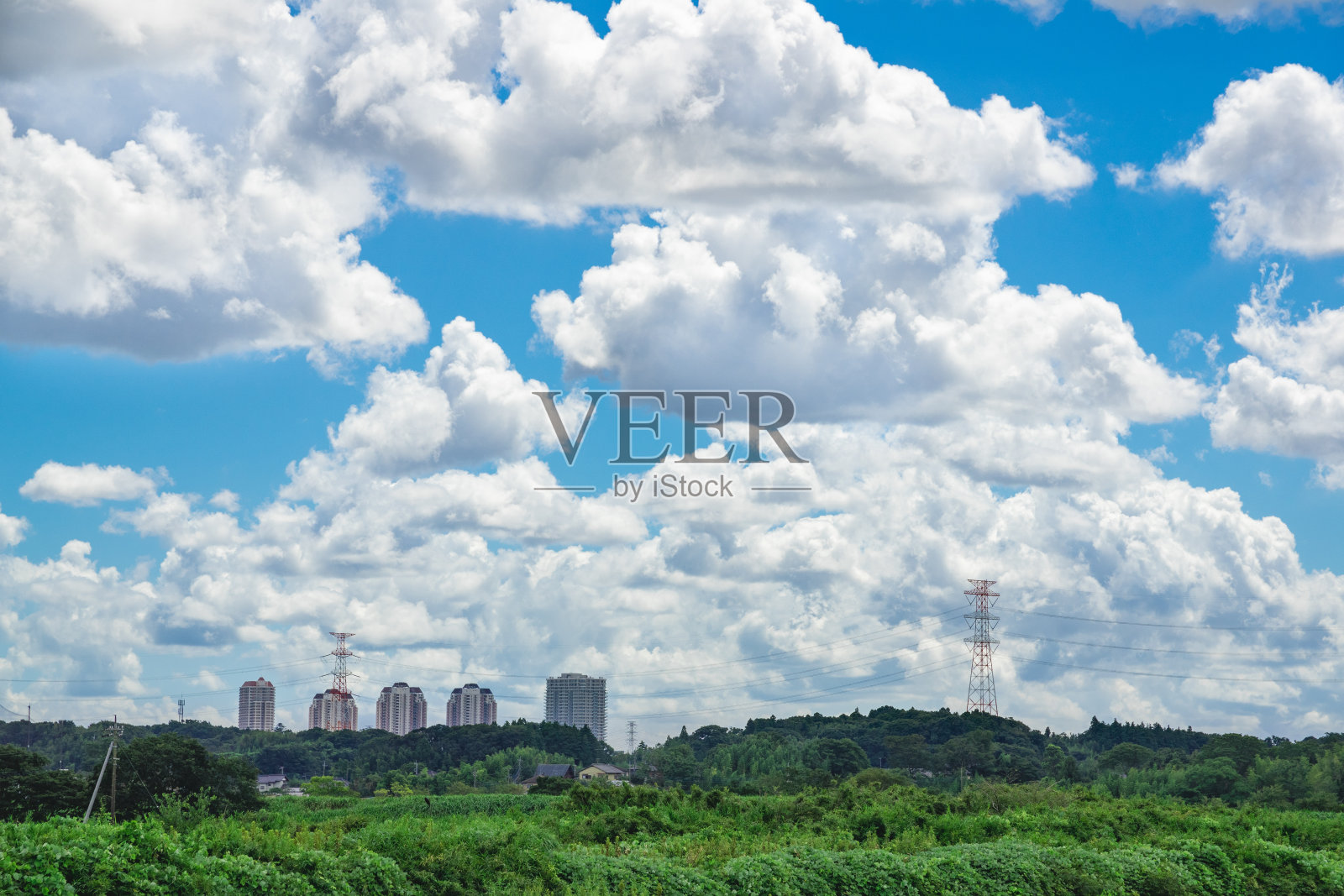 绿油油的稻田。新鲜的绿色和蓝色的天空。照片摄影图片