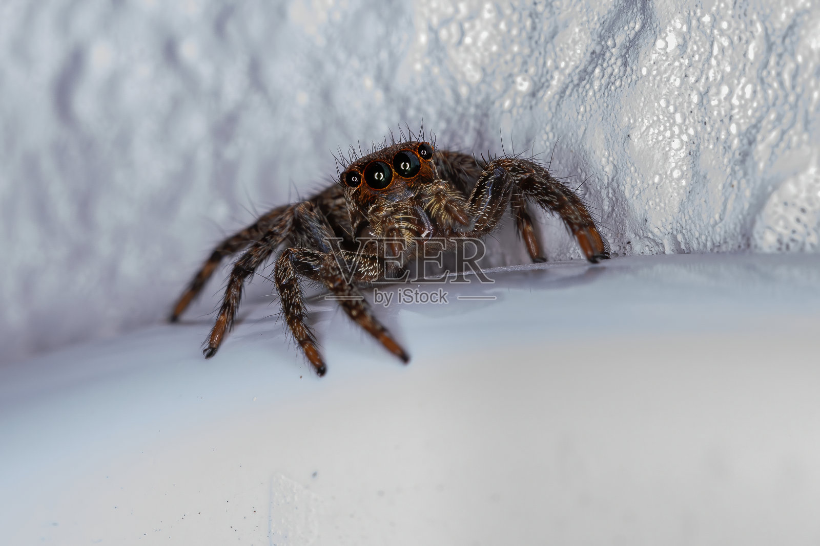 泛热带跳蛛照片摄影图片