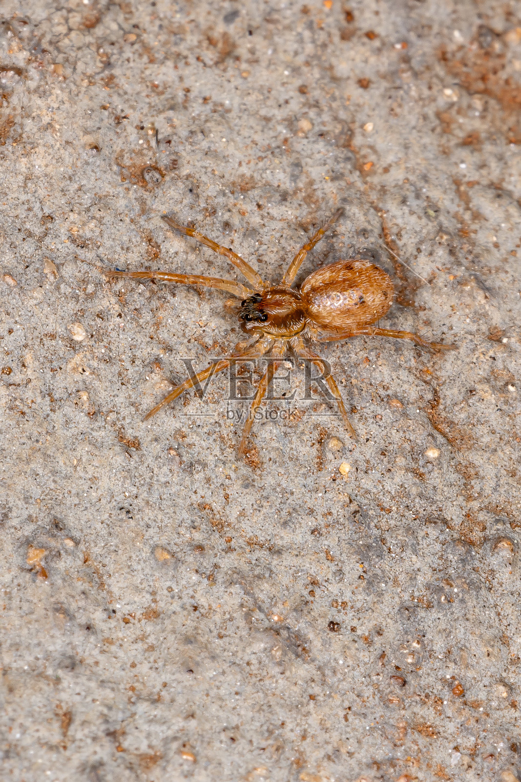 狼蛛照片摄影图片