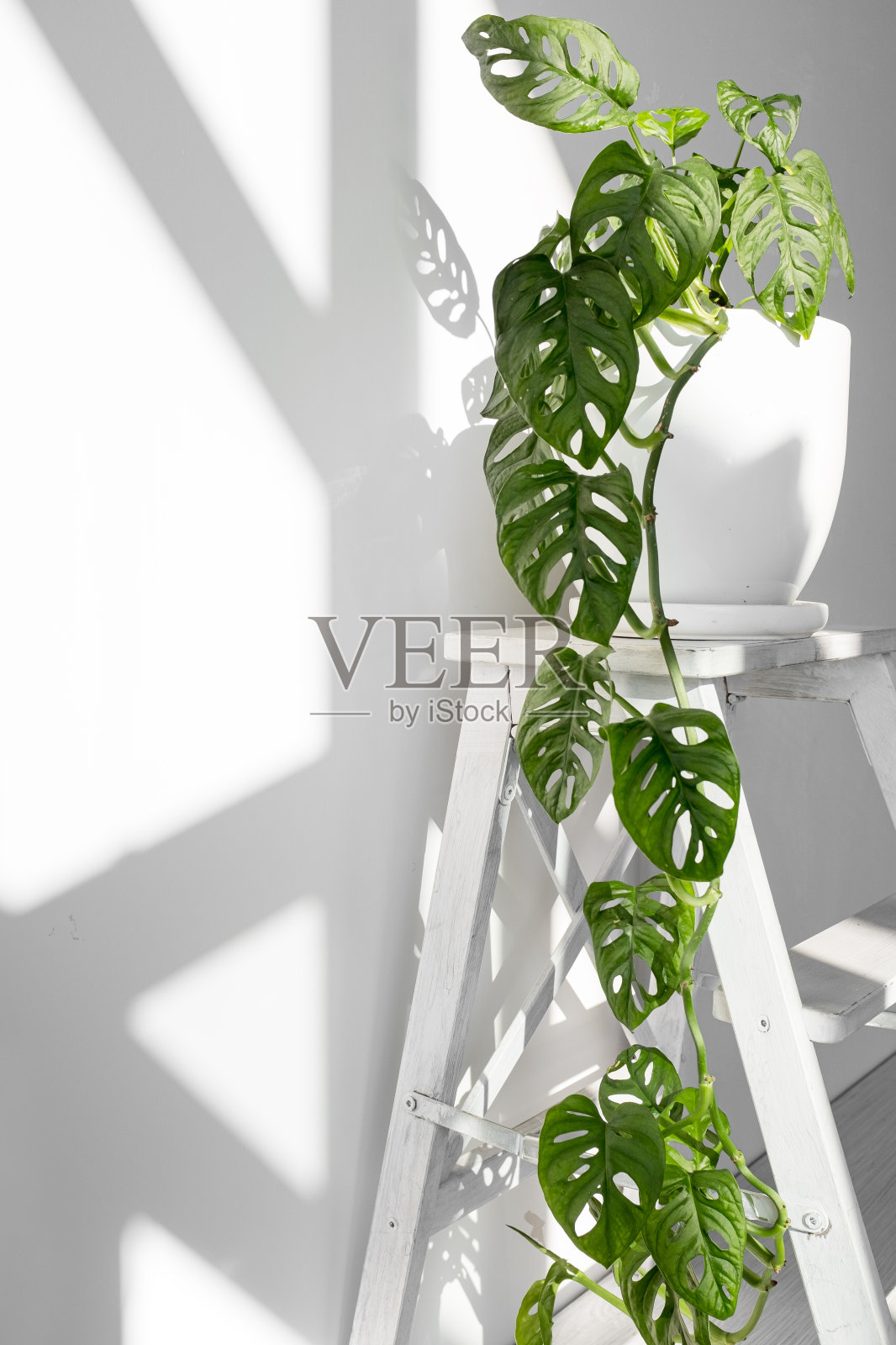 美丽的植物猴王面具在一个白色的罐子站在一个白色的基座上，在一个白色的背景。室内植物斜纹芒斯特拉在白色的背景与坚硬的阴影。照片摄影图片