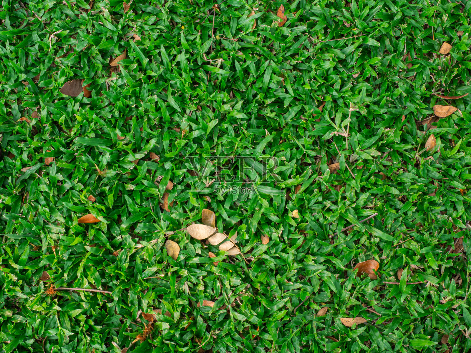 枯叶落在绿草上。秋天季节的色彩概念。照片摄影图片