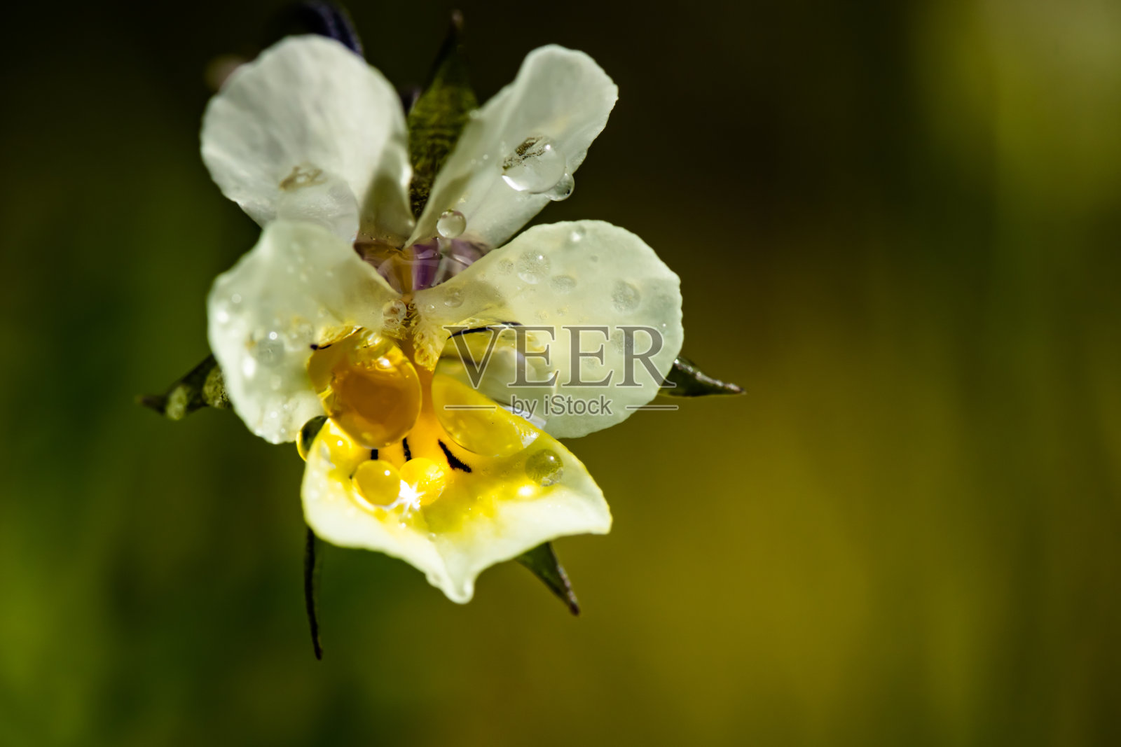 美丽的白黄色三色堇花与雨滴在春天的花园照片摄影图片