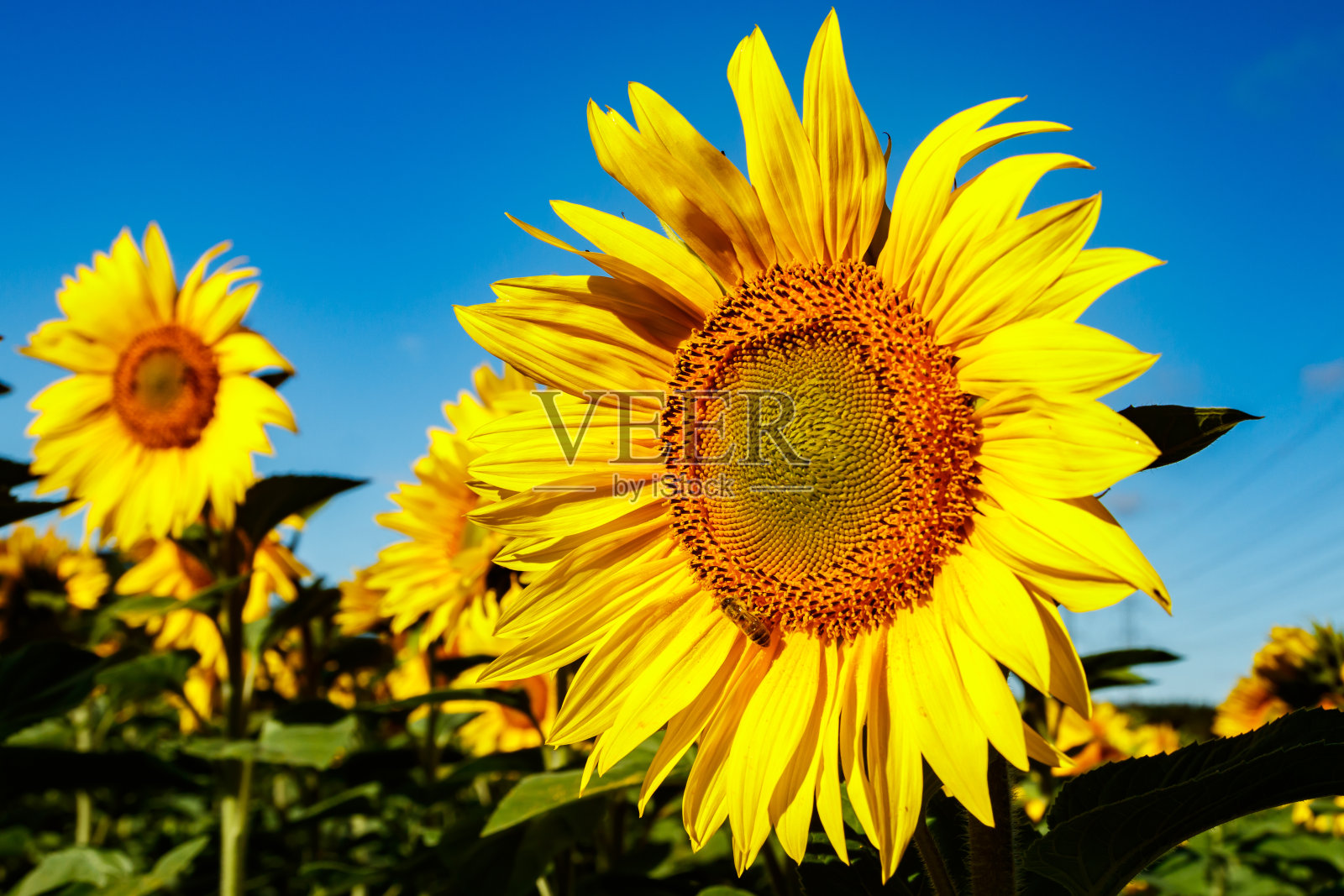 蓝天背景下盛开的向日葵田照片摄影图片