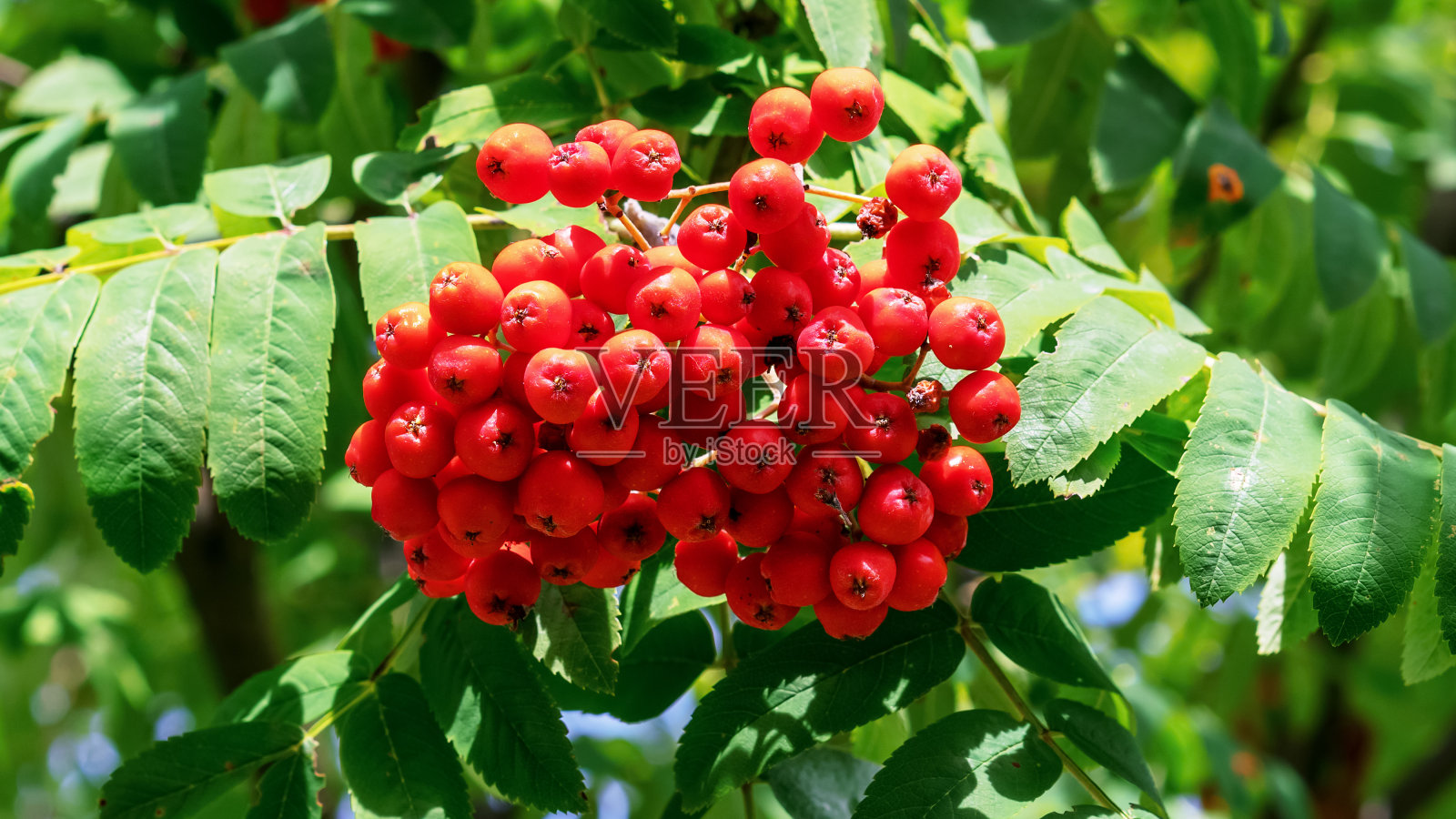 蔷薇树丛正面特写照片摄影图片