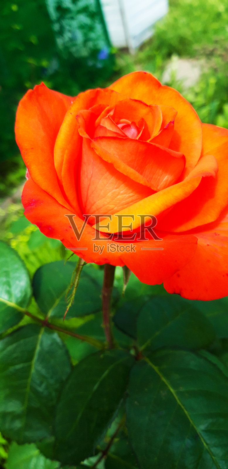 带露珠的鲜橙色玫瑰照片摄影图片