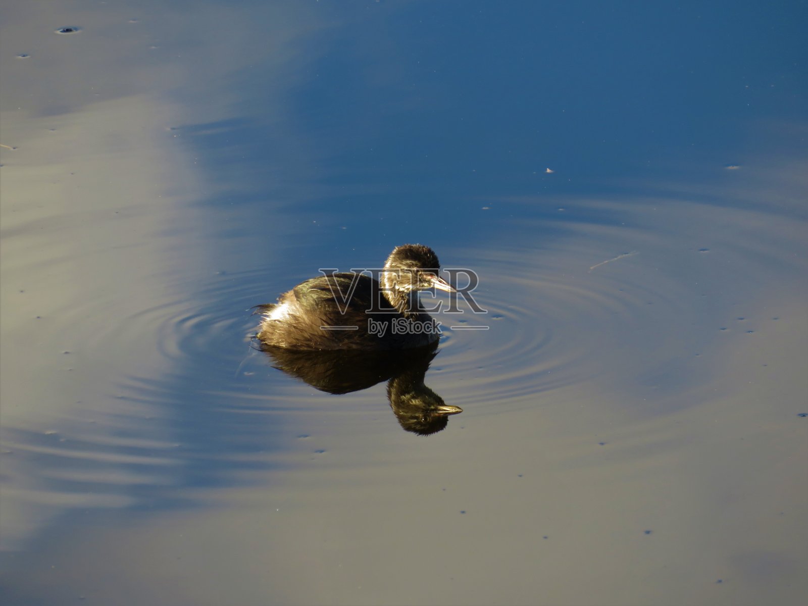 鸭反射水照片摄影图片