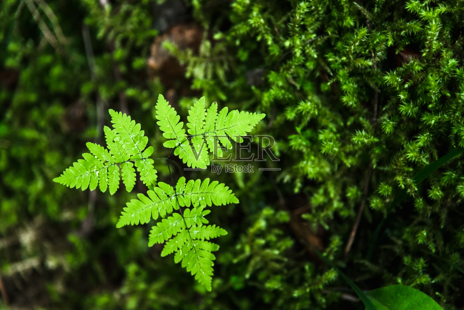 亮绿色的三叶草叶子。纹理和背景为设计师照片摄影图片