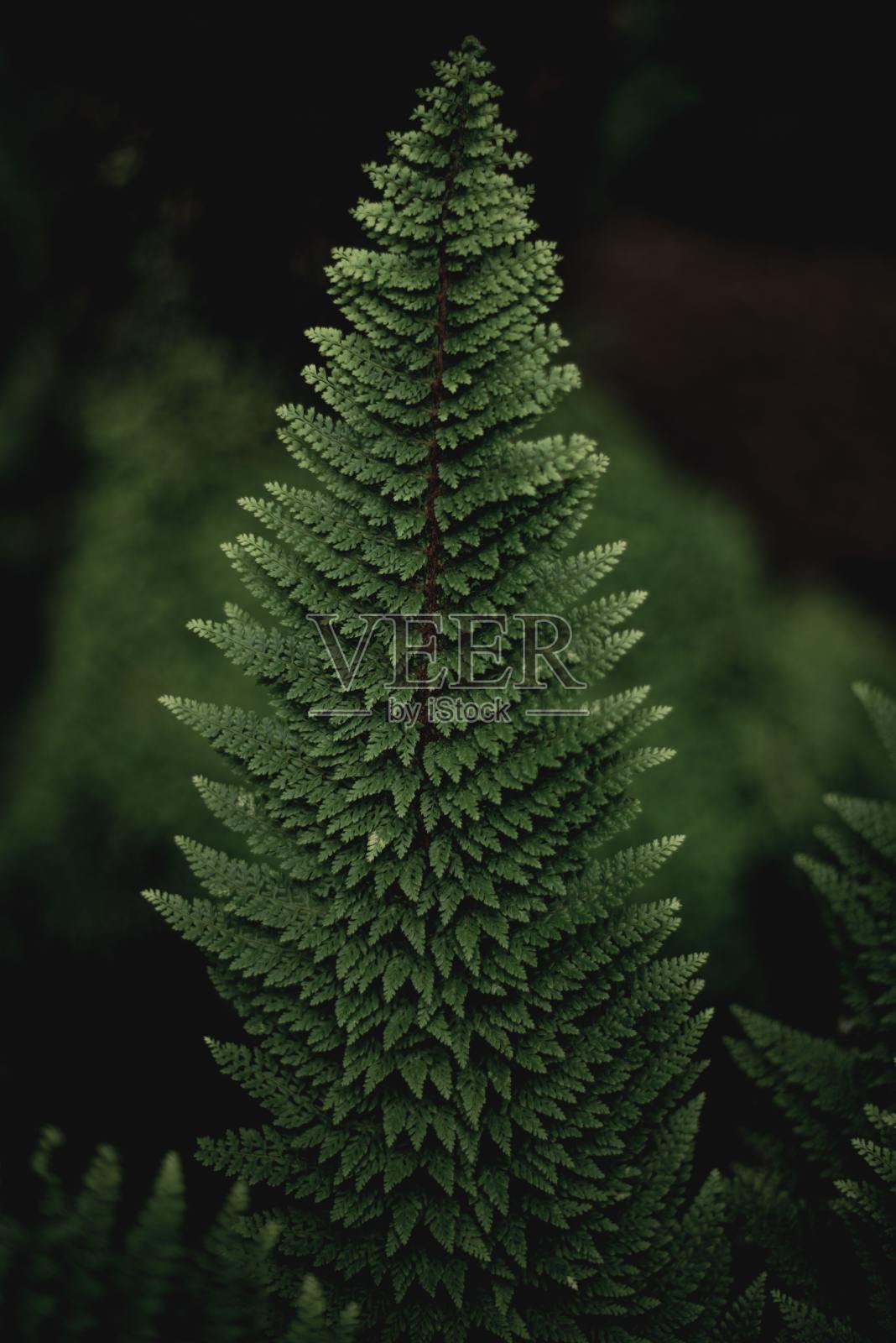 森林里的绿叶照片摄影图片