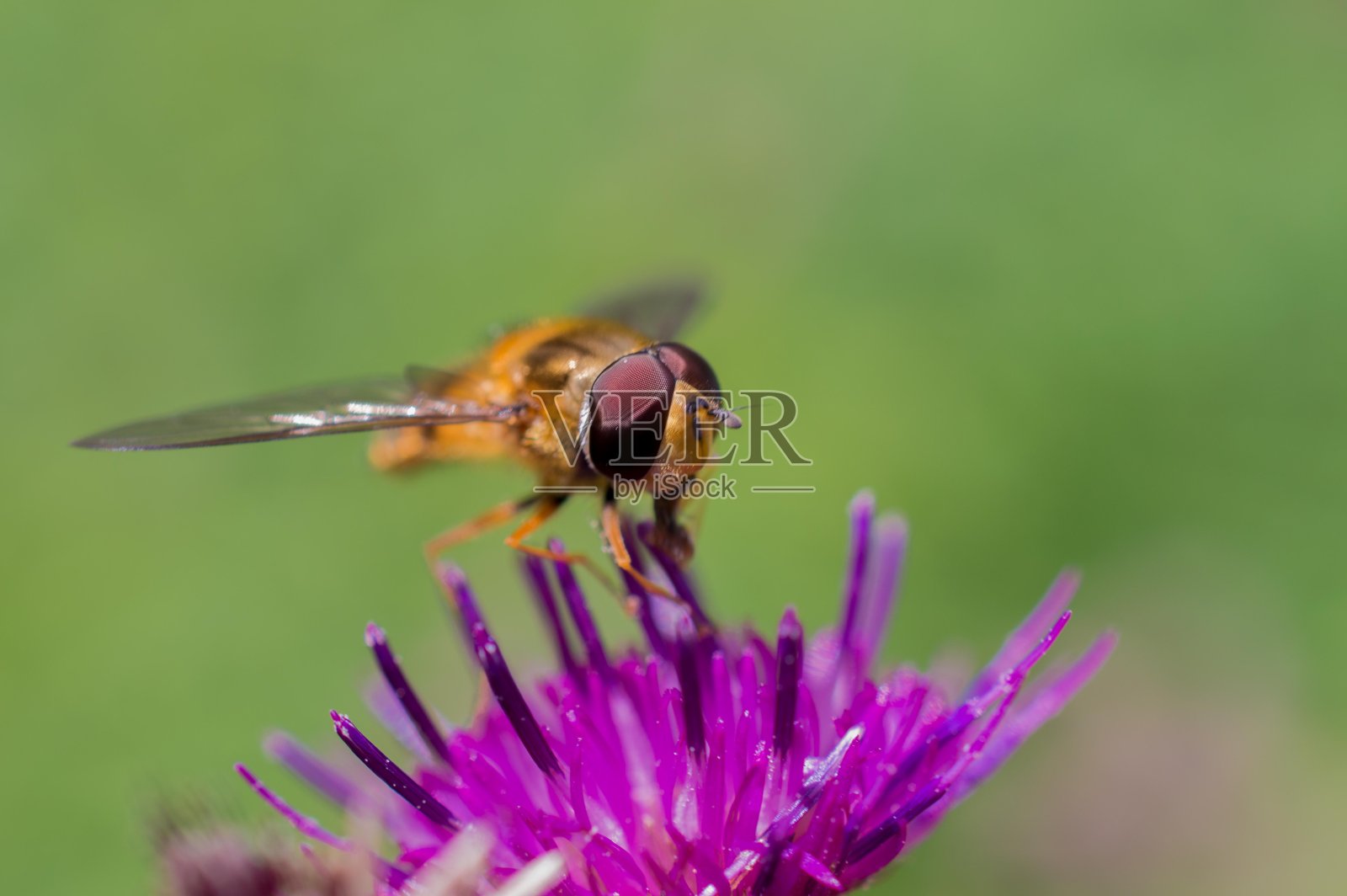 食蚜蝇在花照片摄影图片