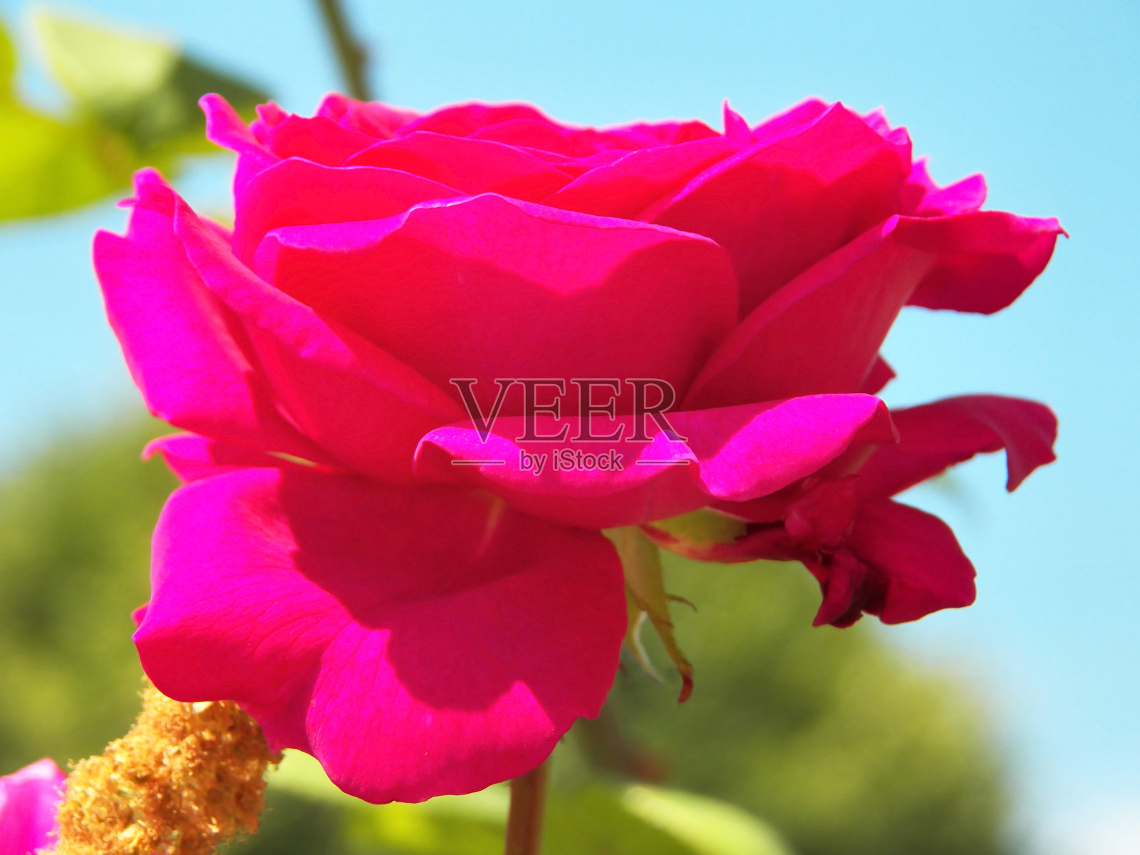 红色的大玫瑰和她的花瓣照片摄影图片