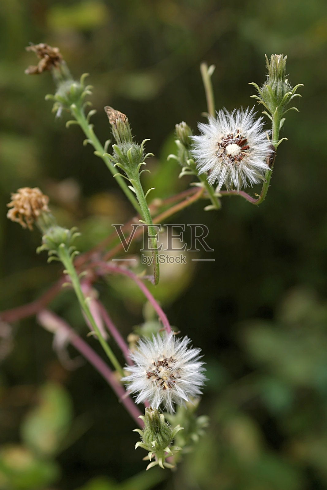 蓬松的花头靠近照片摄影图片