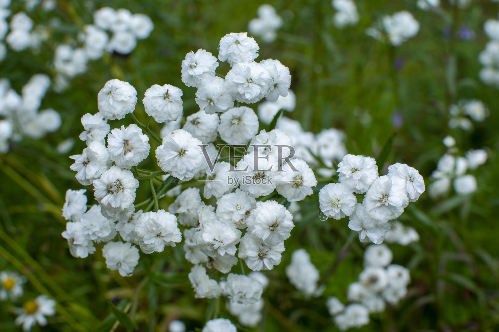 美丽的白色花在绿色的背景照片摄影图片