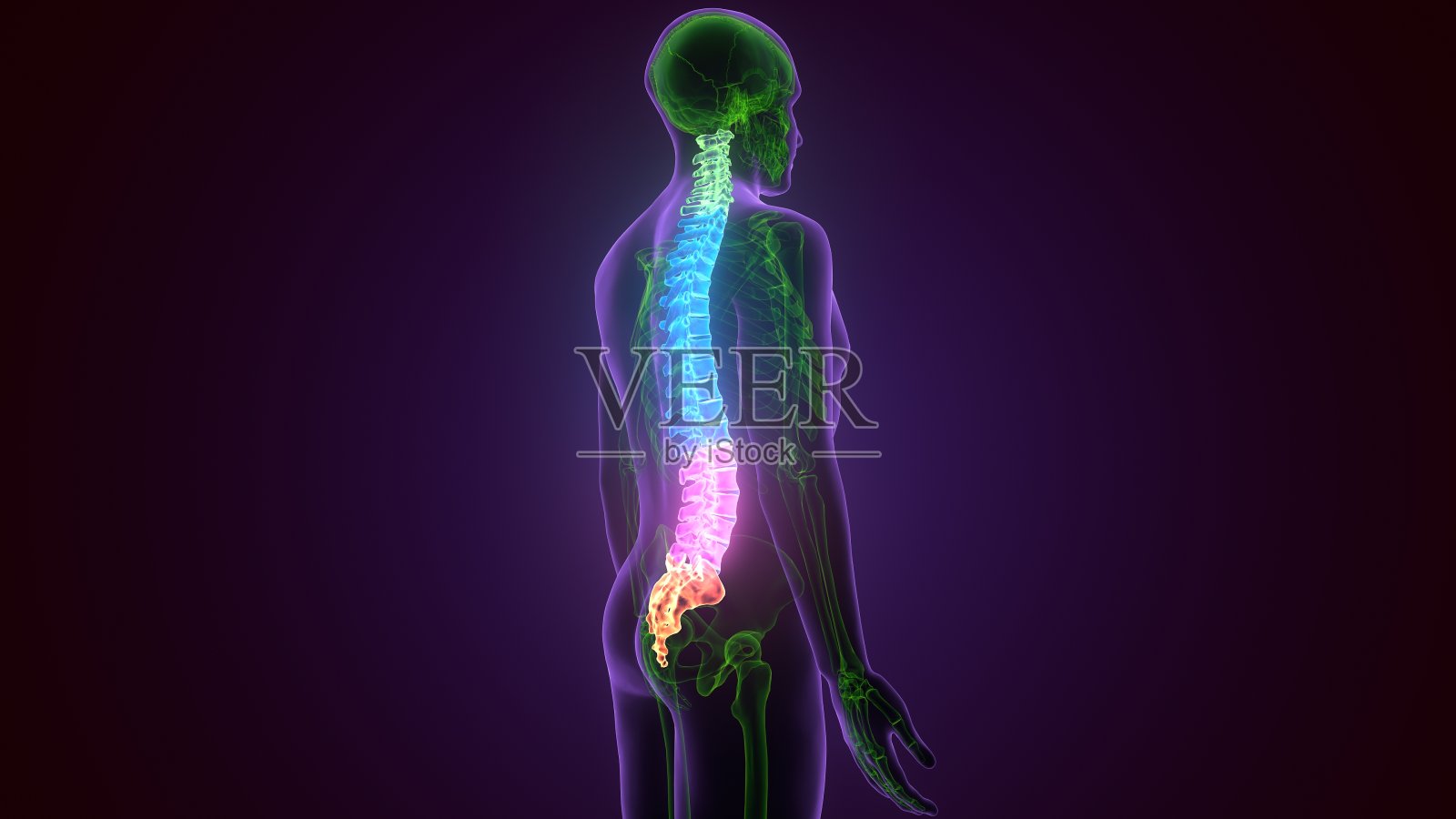 人体骨骼系统解剖学中脊髓和脊柱的三维图解概念照片摄影图片