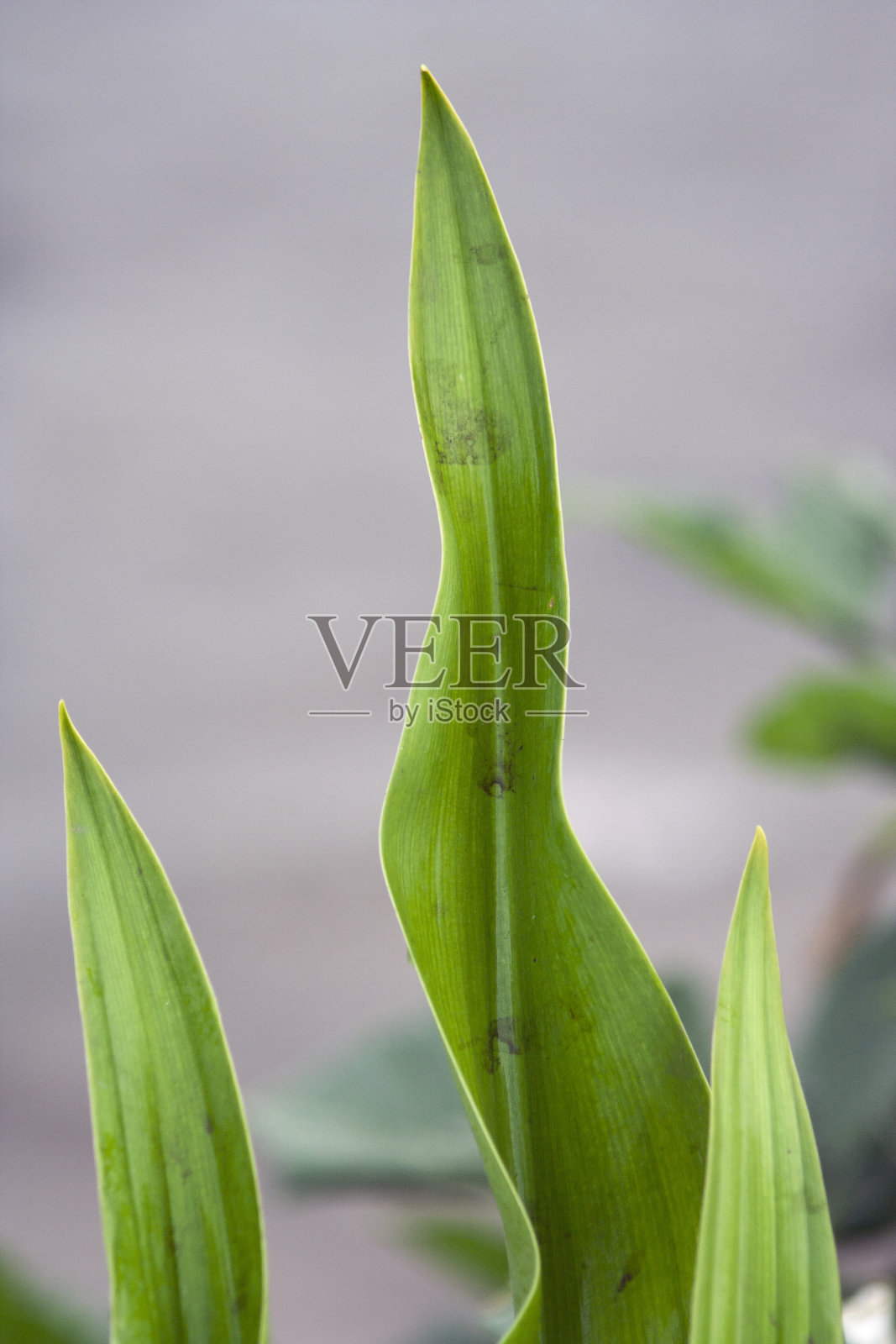 Koliwada村的绿叶特写。照片摄影图片