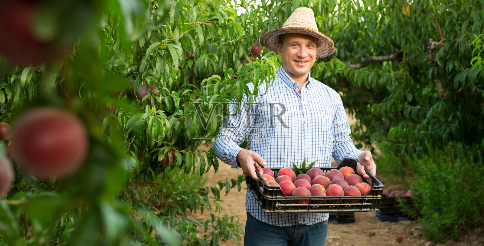 园艺家在花园里抱着装满桃子的板条箱照片摄影图片