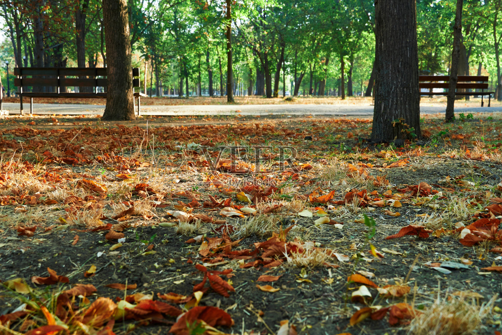 大自然，清晨的城市公园，明亮的阳光和长长的树影照片摄影图片