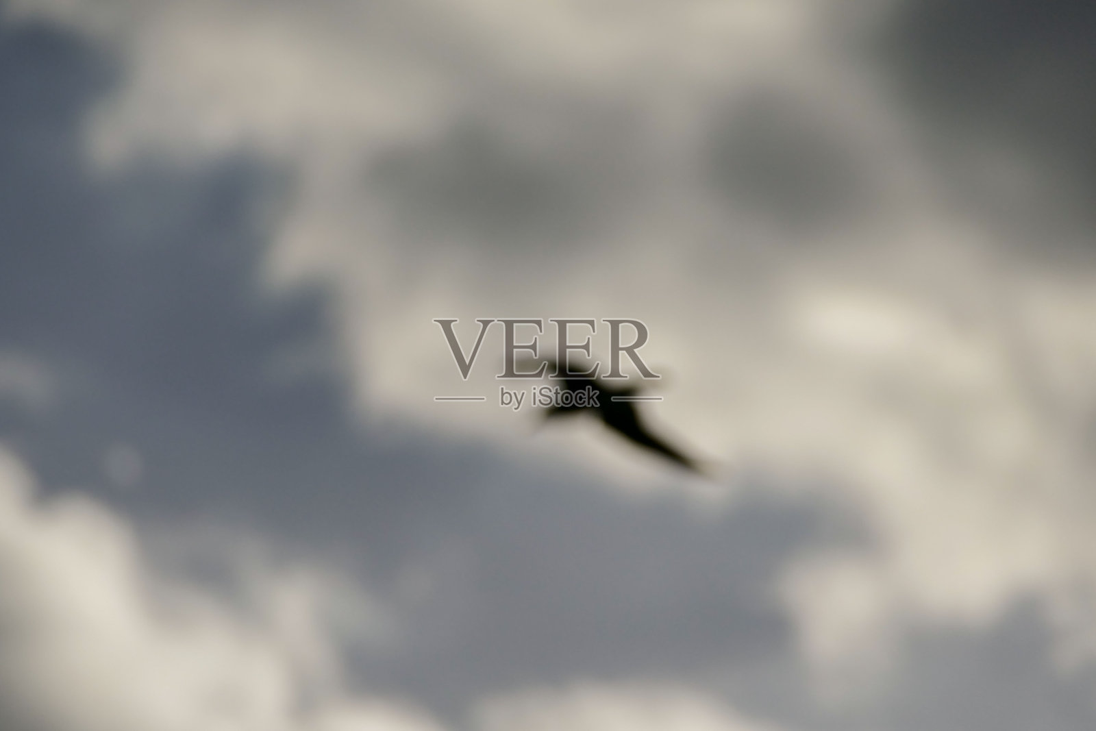 照片海鸥背光剪影照片照片摄影图片