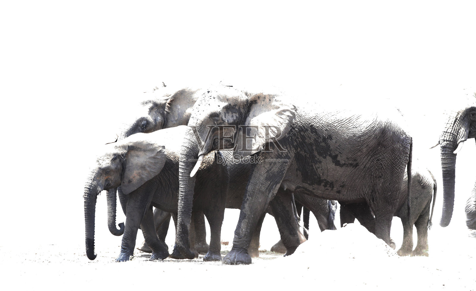 大象野生动物自然非洲热带草原野生动物园家庭牧群女族长行走在津巴布韦万基国家公园黑白行走照片摄影图片