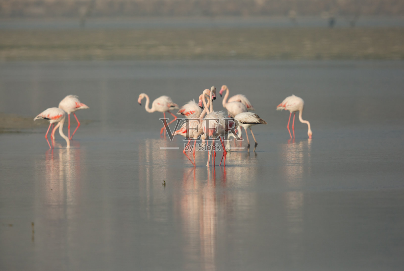 大红鹳觅食照片摄影图片
