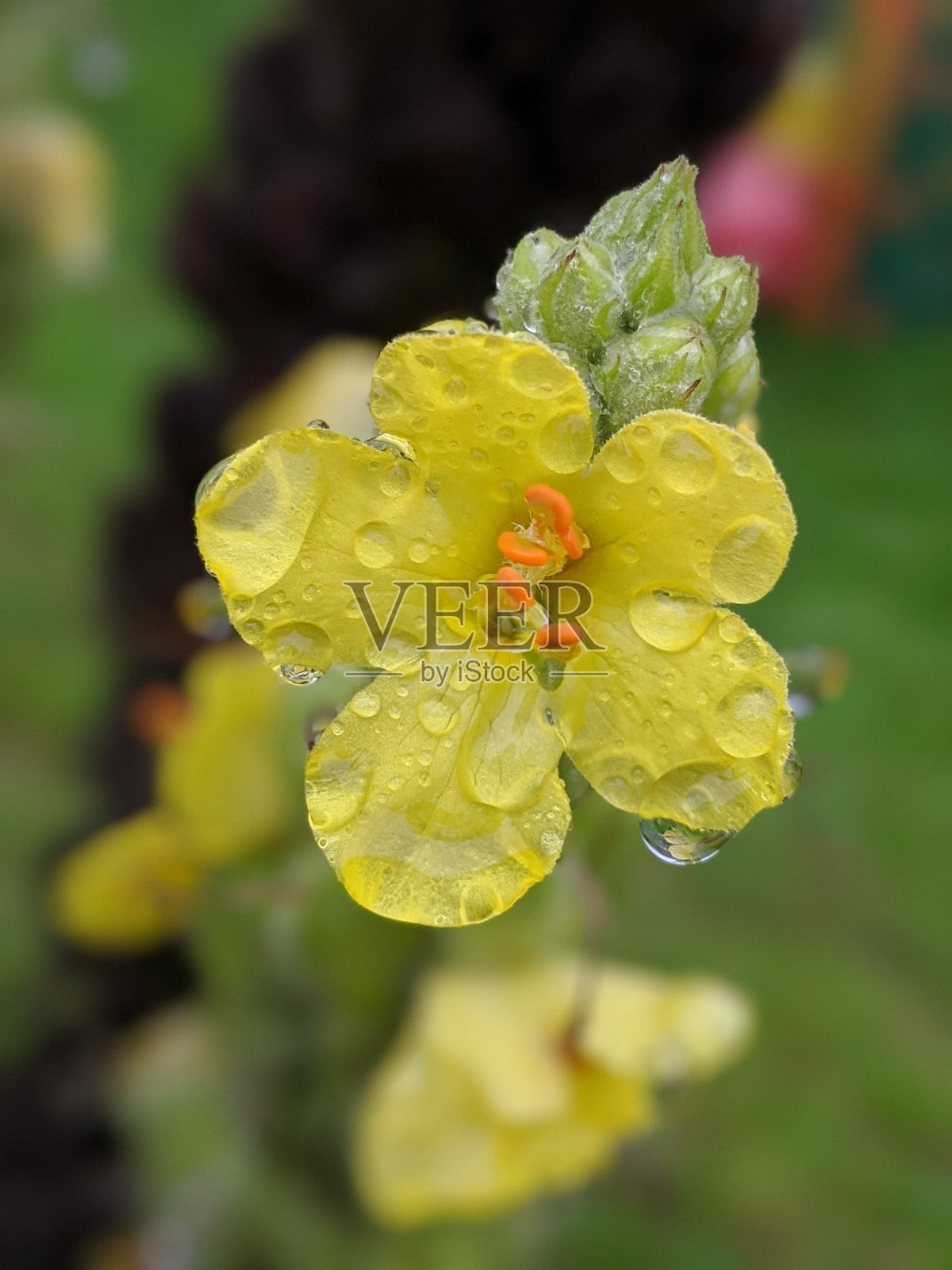 雨滴落在花上照片摄影图片