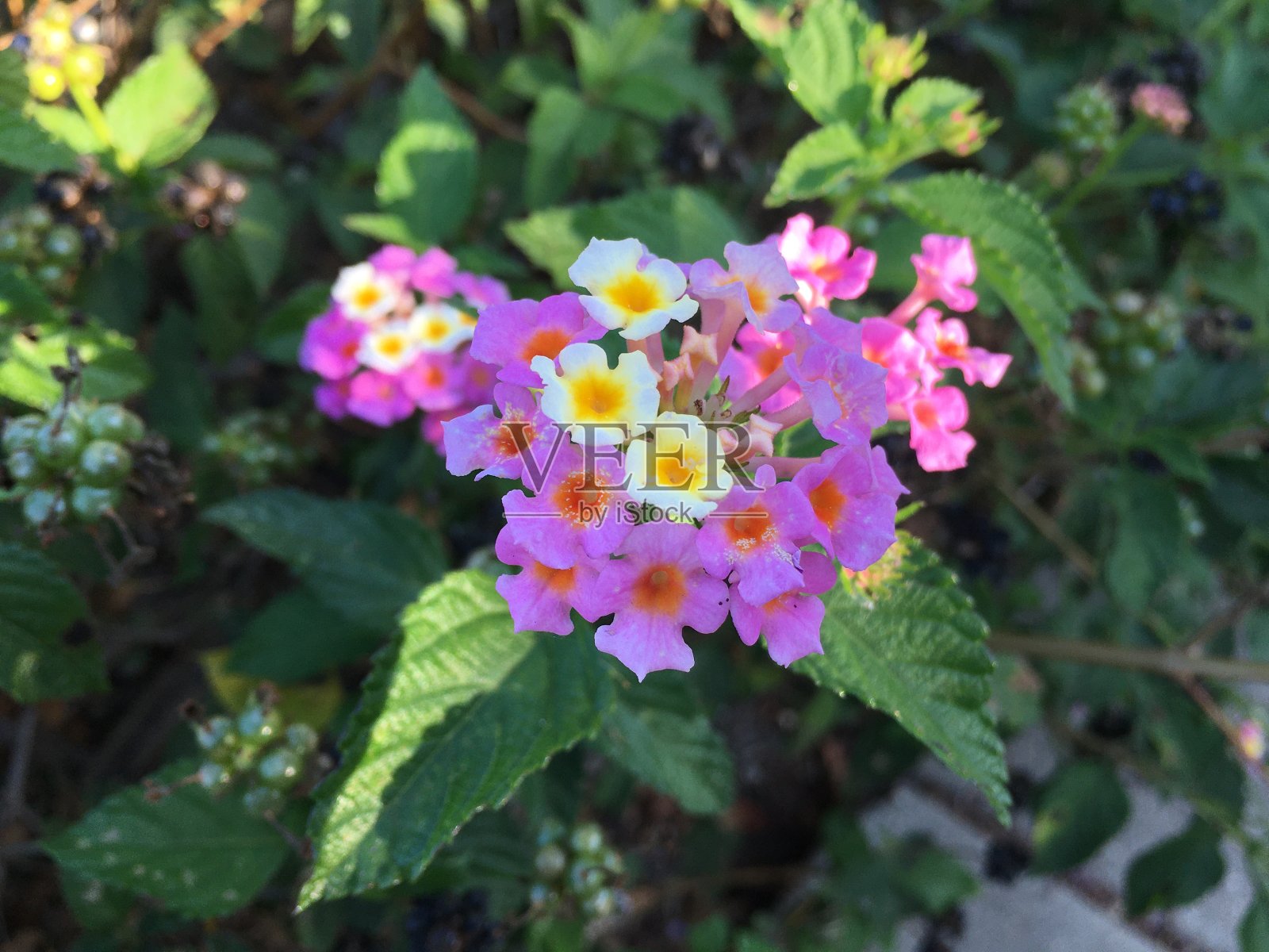 五颜六色的花在灿烂的阳光下盛开照片摄影图片