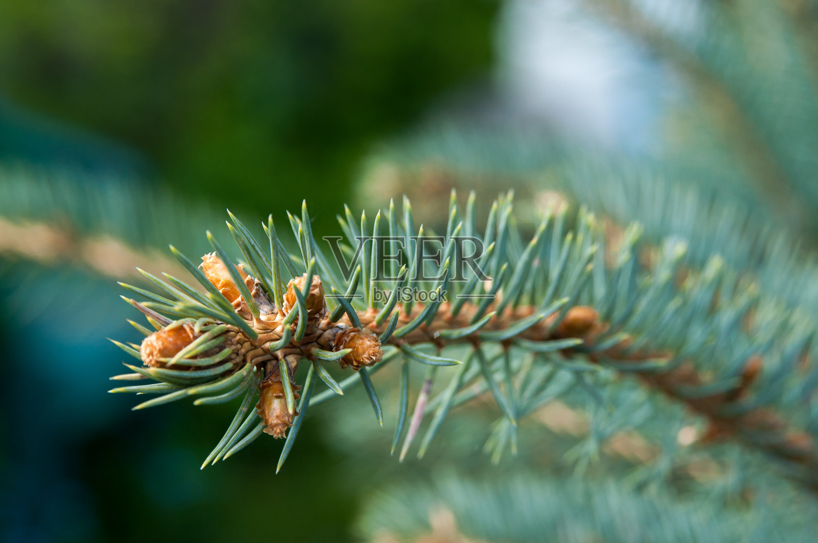 在一个阳光明媚的春天，一根蓝色云杉的树枝。开花前的蓝色云杉的膨胀的芽。照片摄影图片