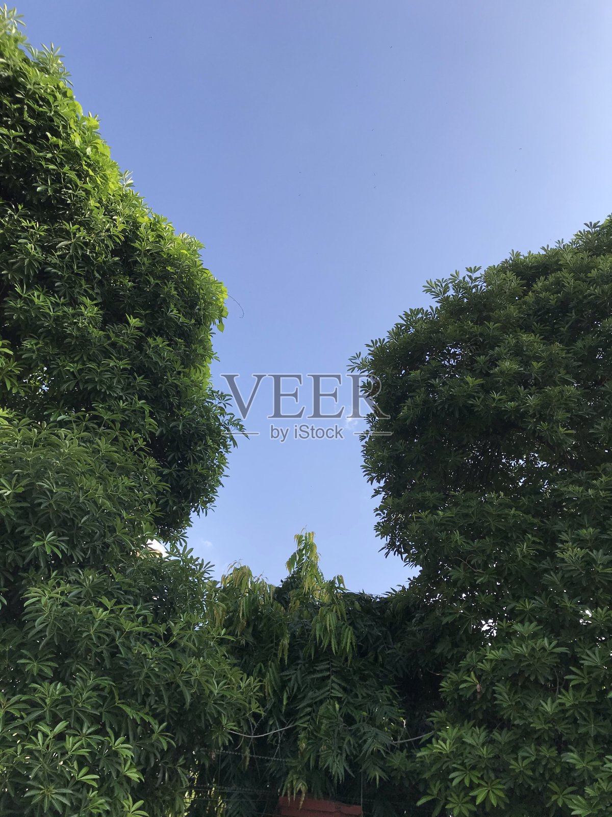 树木映衬着蓝天照片摄影图片