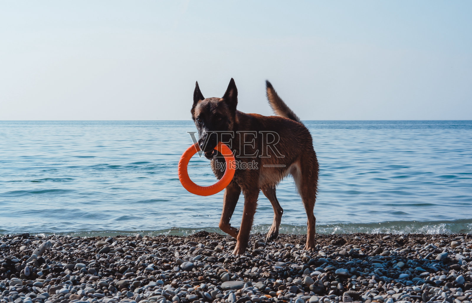 比利时牧羊犬马利诺斯红色玩狗玩具照片摄影图片