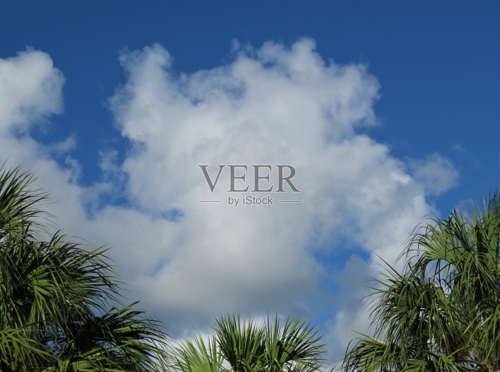 棕榈树在白云中照片摄影图片