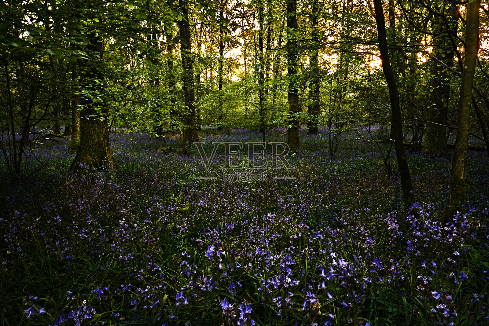 林地里的蓝铃草，阴天照片摄影图片