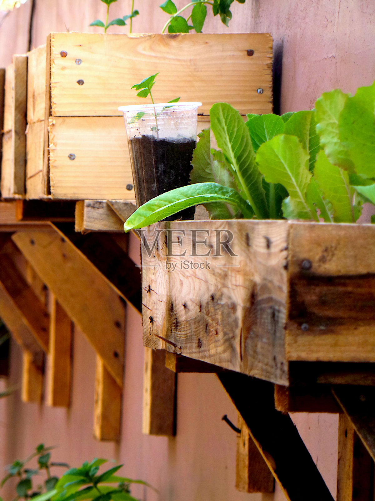 木架上的小胡椒植物照片摄影图片