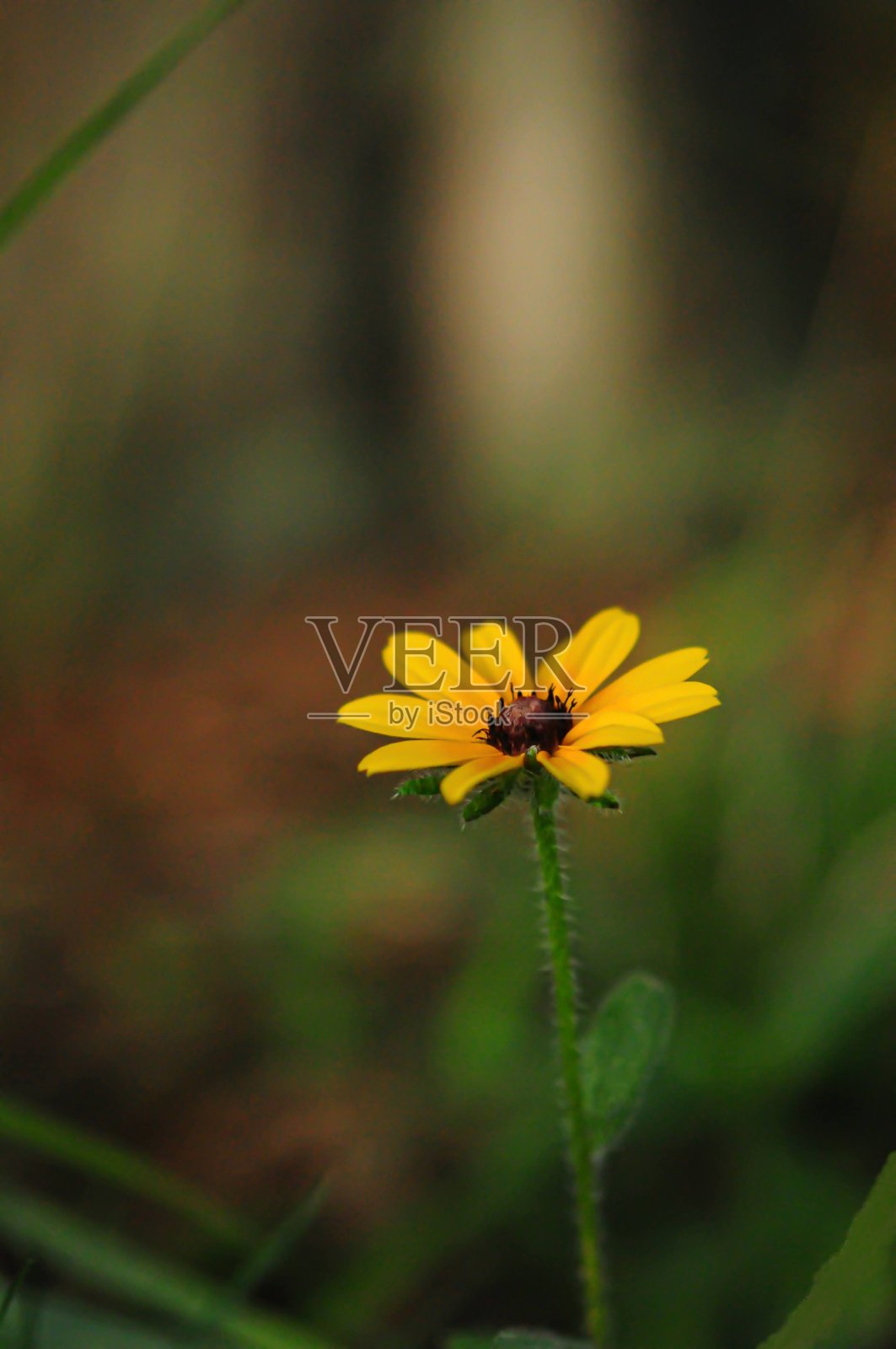 黄色的花照片摄影图片
