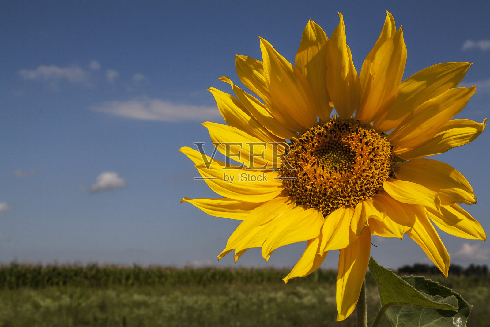 在一个阳光明媚的夏日，太阳花在风中对着天空照片摄影图片