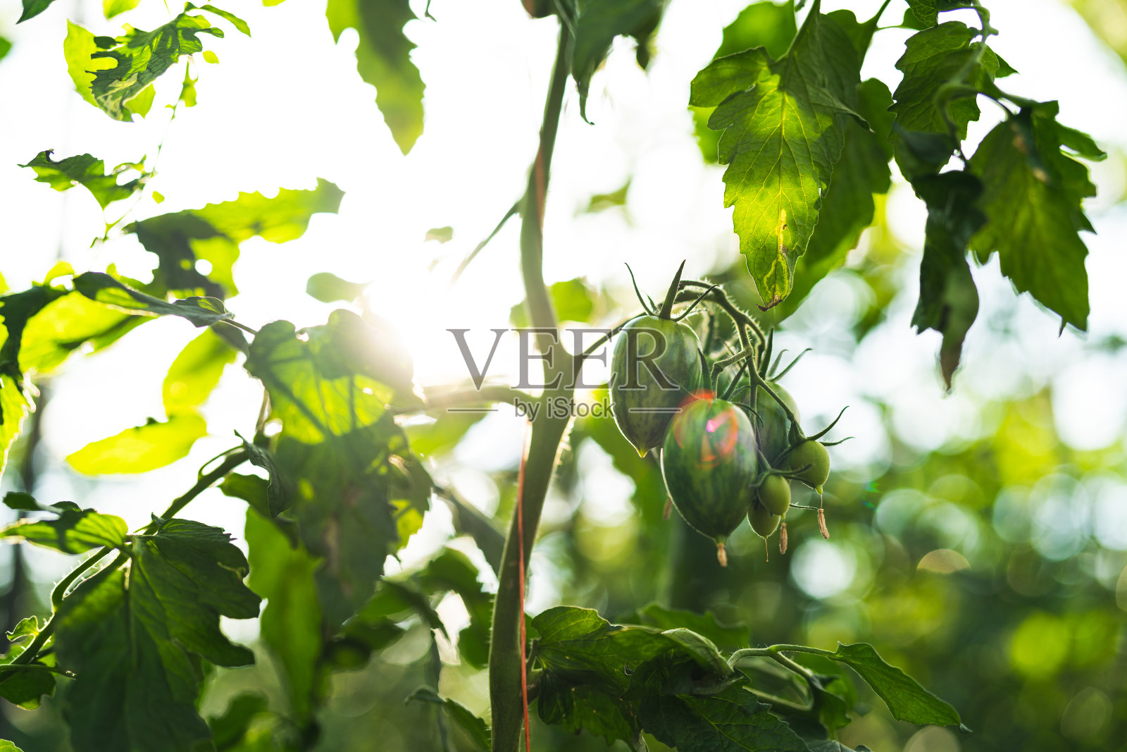在阳光充足的温室里种植西红柿照片摄影图片