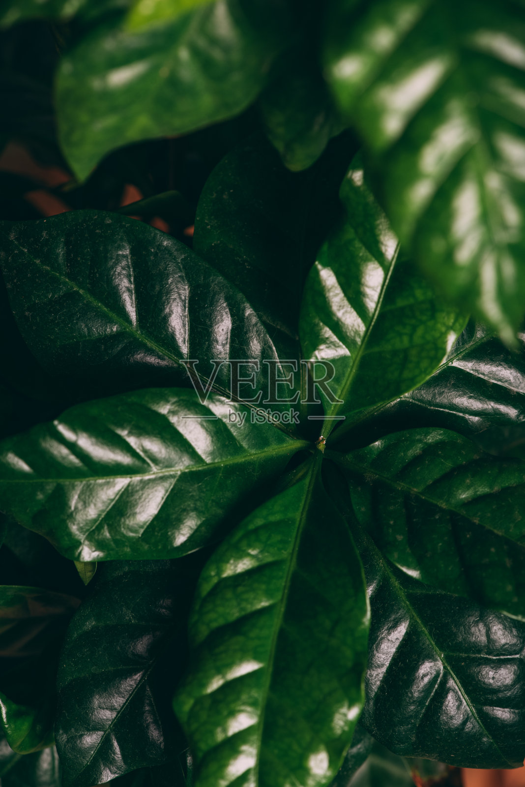 特写咖啡叶照片摄影图片