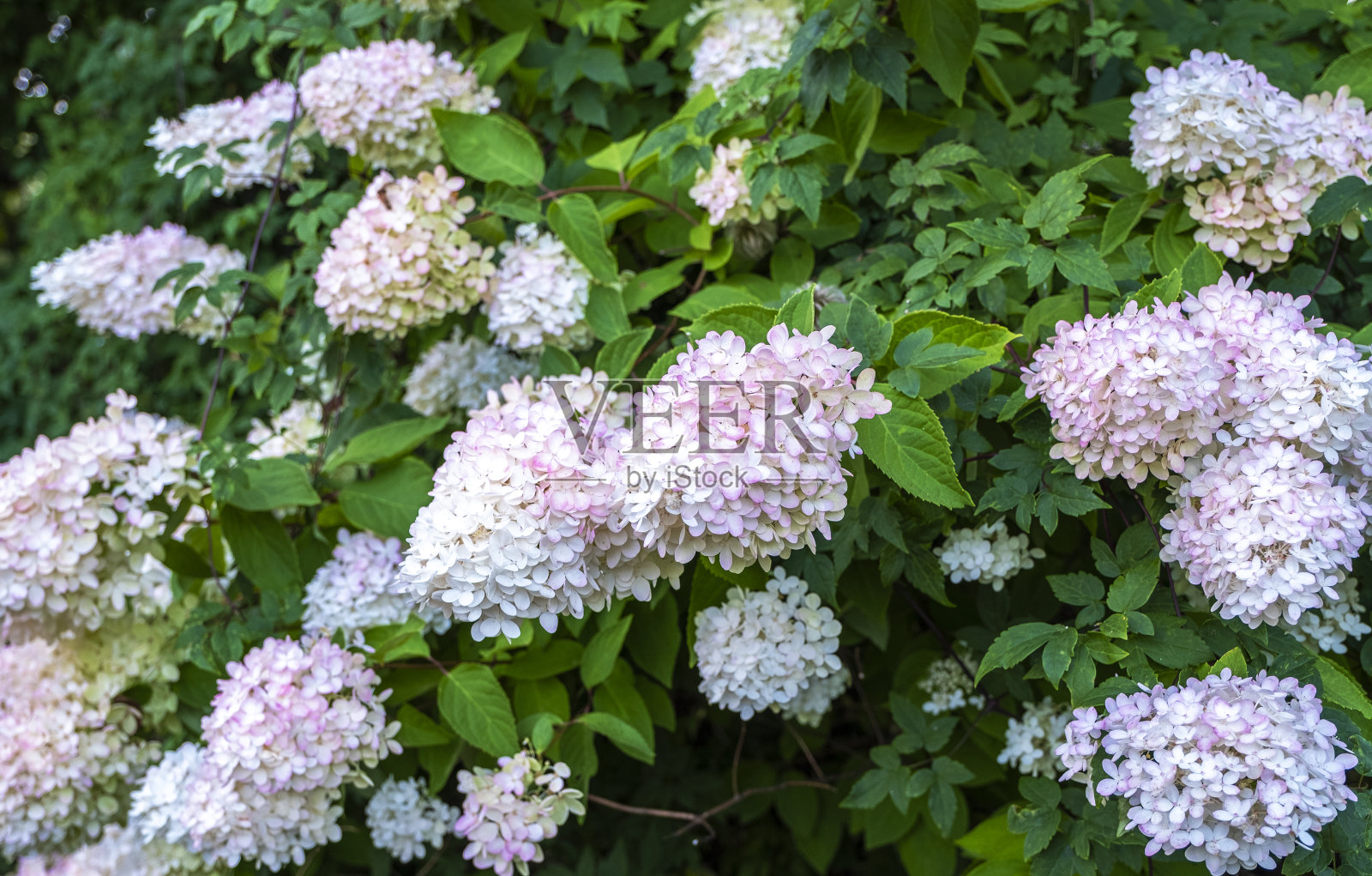 绣球花的香。盛开的绣球丛，大的白粉色的花。照片摄影图片
